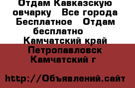 Отдам Кавказскую овчарку - Все города Бесплатное » Отдам бесплатно   . Камчатский край,Петропавловск-Камчатский г.